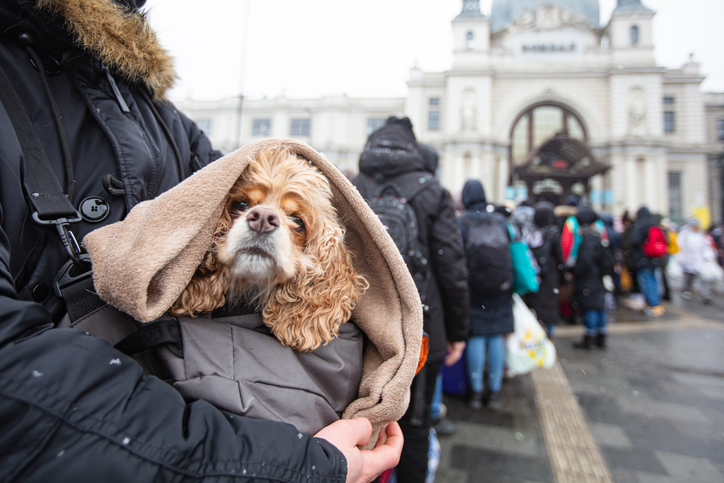 Hero image for Wise Giving Wednesday: Ukraine Pets and Animals in Wartime