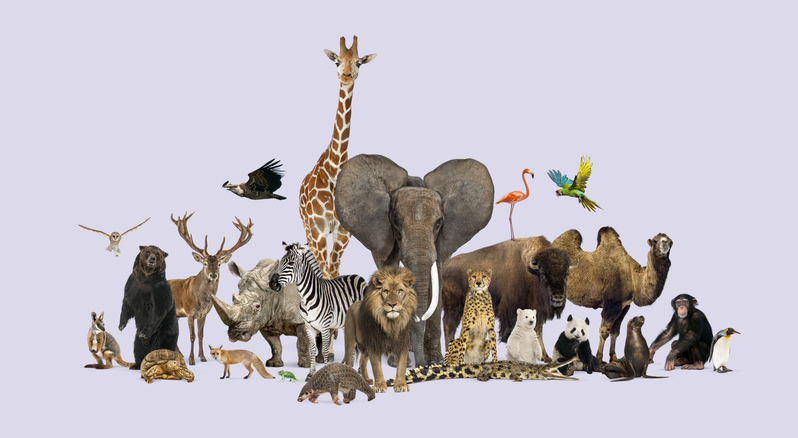 Hero image for Wise Giving Wednesday: Honoring National Wildlife Day and the Charities Protecting Our Planet