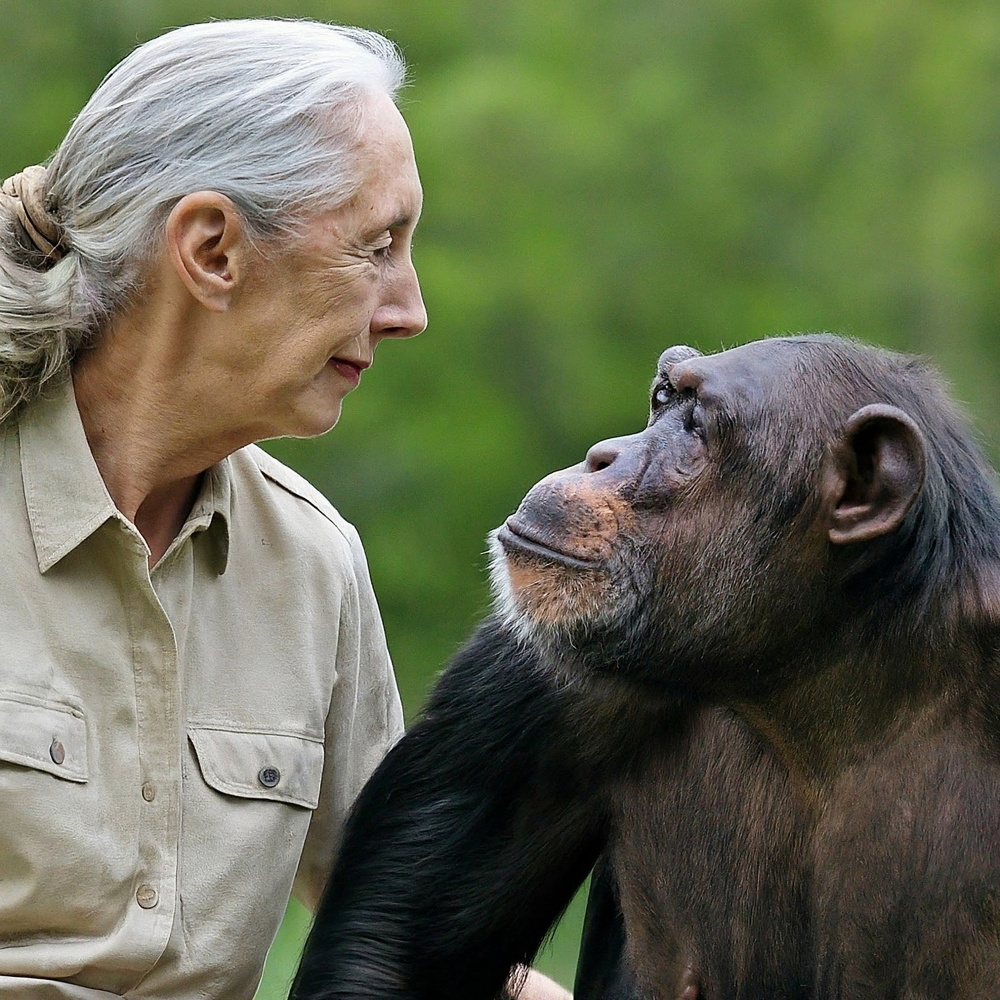 Thumbnail for Wise Giving Wednesday: Honoring the Life and Legacy of Jane Goodall